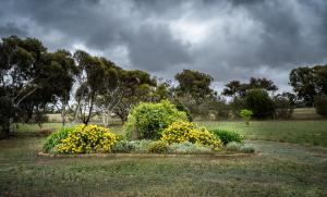 a garden with yellow flowers in a field at Onegum Bed and Breakfast in Kendenup