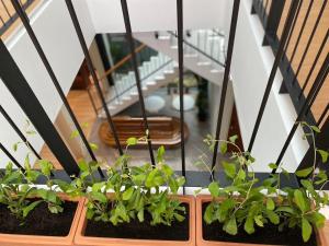 two pots of plants on a balcony at Alleyhill Phuket - Private & Cozy Boutique in Phuket Town