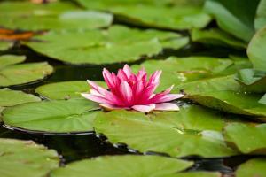 a pink water lily in a pond with green leaves at Penzion Lukov in Lukov