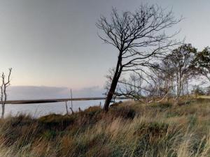 un árbol en un campo junto a un cuerpo de agua en Haus Petit Chateau, en Sehestedt