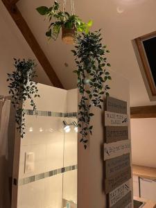 pokój z dwiema roślinami wiszącymi pod sufitem w obiekcie Magnifique loft 2-3 personnes tout confort w mieście Boulogne-sur-Mer