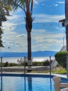 una piscina con una palmera frente al agua en Hotel y Restaurant Puesta del Sol en Ocotlán