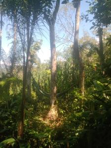 サント・アマロ・ダ・インペラトリスにあるRecantinho da florestaの森の中のハンモック