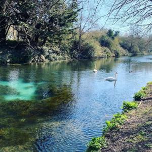 a group of swans swimming in a river at Canal view 2 bedrooms end of terrace in Chichester