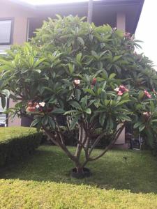 a small tree in a yard in front of a building at Frangipani in Sydney