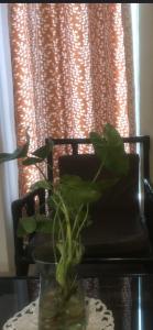 a plant in a vase on a table with a chair at Cuartos kukulcan in Valladolid