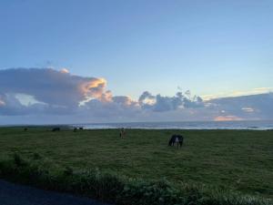 a group of cows grazing in a field near the ocean at Modern 5 bedroom house in Spanish Point Clare in Spanish Point