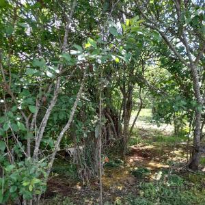 Garden sa labas ng Agradable Cabaña campestre a 7 minutos de Osorno