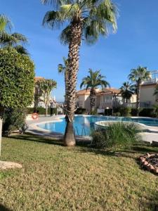a palm tree sitting next to a swimming pool at Schönes Ferienbungalow in Los Altos Torrevieja in Torrevieja
