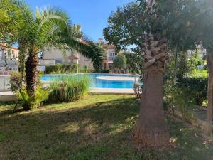 eine Palme im Garten mit Pool in der Unterkunft Schönes Ferienbungalow in Los Altos Torrevieja in Torrevieja