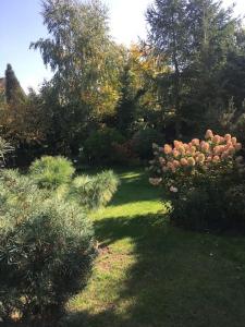 un jardín con arbustos rosas, árboles y césped en Dom z ogrodem blisko centrum, en Poznan