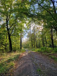 a dirt road in a forest with trees at Blue Lake House in Lekarty