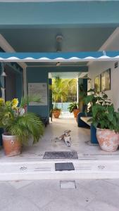 a dog laying in the middle of a room with plants at Delphinus Inn in Santa Cruz Huatulco