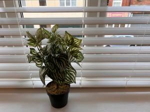 a plant in a black pot in front of a window at Superb modern flat in Northampton, parking &EV in Northampton