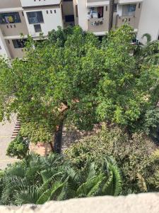 uma árvore em frente a um edifício com plantas em GT em Chennai