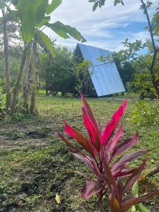 a plant in a field with a house in the background at Queen house in Nosara