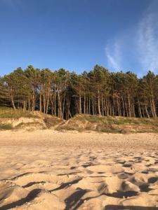 a sandy beach with trees in the background at Domki u Pana Zielonki in Rusinowo