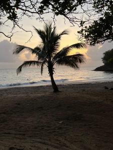 a palm tree on a beach with the ocean at Haut de villa " JODI " in Sainte-Rose