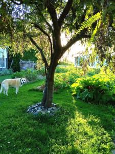 a dog standing next to a tree in a yard at Last Light Lodge in Tuatapere