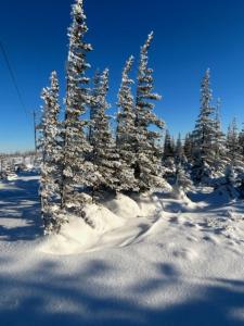a group of snow covered trees in a snowy field at Bears Den Guest House II in Churchill