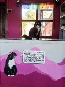 a black and white cat sitting on top of a shelf at Lago Argentino B&B in El Calafate