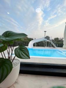una piscina en la azotea de un edificio con una planta en 373 pool villa en Chiang Rai
