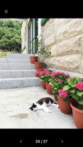 Ospiti di Lohas Seaview B&B con animali domestici