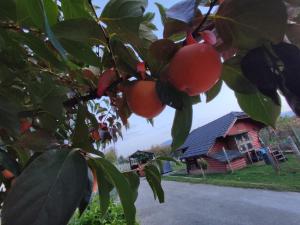 a tree with fruit in front of a house at Turistična kmetija Štupar in Dvor