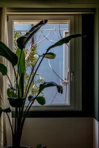 a plant in a vase in front of a window at Lu. b&b in Cervia