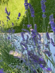 Zahrada ubytování Villa Šterna II - Ferienhaus mit Pool und Garten