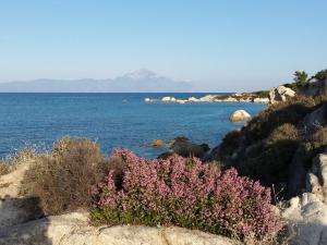 a bush with pink flowers on the rocks near the water at Haus Despina in Sarti