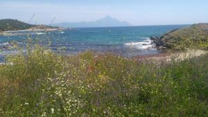 a field of flowers on a beach with the ocean at Haus Despina in Sarti