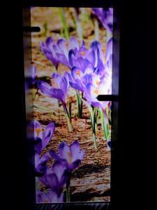 Fotografia z galérie ubytovania Apartament Krokus v destinácii Jelenia Góra