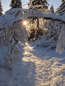 ein schneebedeckter Baum, dessen Sonne hindurch scheint in der Unterkunft Bungalow Schwarzatalblick in Bad Blankenburg Ortsteil Böhlscheiben in Bad Blankenburg