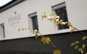 une branche d'un arbre aux fleurs blanches devant un bâtiment dans l'établissement Étoile Apartman, à Eger
