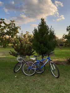 two bikes parked next to two trees in the grass at La Celestina in Candeleda