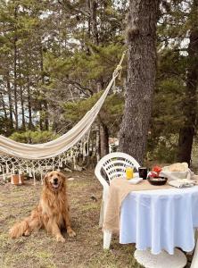 un perro sentado junto a una mesa y una hamaca en Lo Nuestro - Hospedaje, en Villa de Leyva