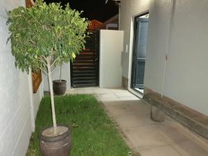 einen Innenhof mit zwei Bäumen in Töpfen neben einem Gebäude in der Unterkunft Platform 162 in Kapstadt