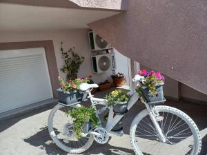 Jízda na kole v ubytování Comfort House Mimosa 1 nebo okolí
