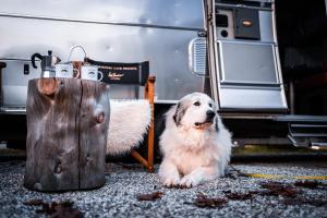 Domácí mazlíčci ubytovaní s hosty v ubytování Camping Seiser Alm