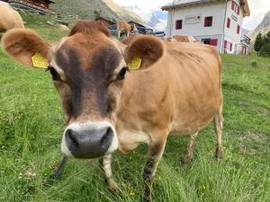 una vaca con etiquetas en sus oídos parada en un campo en Täschalp Restaurant&Lodge, en Täsch