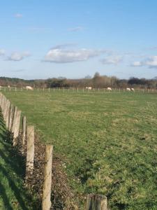 einen Zaun auf einem Feld mit Kühen im Hintergrund in der Unterkunft Maison neuve au calme à 2 pas du Mans et des 24h. in Ruaudin