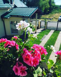 un ramo de flores rosas en un patio en Casa Moldovan ( Coltisorul meu de rai), en Ocna Şugatag