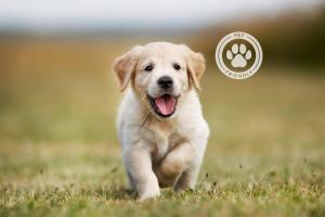 un perro blanco corriendo en la hierba con la lengua fuera en Hotel Vilar Rural d'Arnes by Serhs Hotels, en Arnes