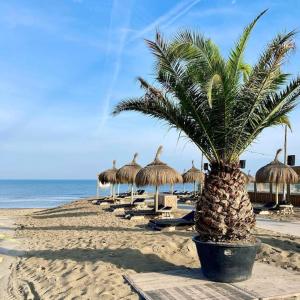 a palm tree in a pot on a beach with straw umbrellas at Cosy beach house for ocean & nature lovers in Noordwijk