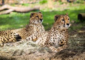two cheetahs laying on the grass in a field at Oglebay Resort in Wheeling