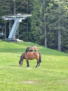 zwei Pferde, die auf einem Grasfeld grasen in der Unterkunft Primorka Golte in Mozirje
