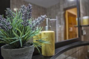 Fotografie z fotogalerie ubytování LA GINESTA 1, Apartaments de munyanya v destinaci Taull