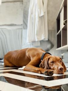a brown dog laying on a kitchen floor at Grand Poet Hotel and SPA by Semarah in Rīga