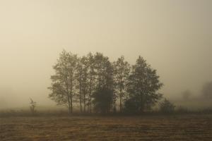 un groupe d'arbres dans un champ dans le brouillard dans l'établissement Rent a tent - Namiot w Praekologicznym gospodarstwie, à Pozezdrze